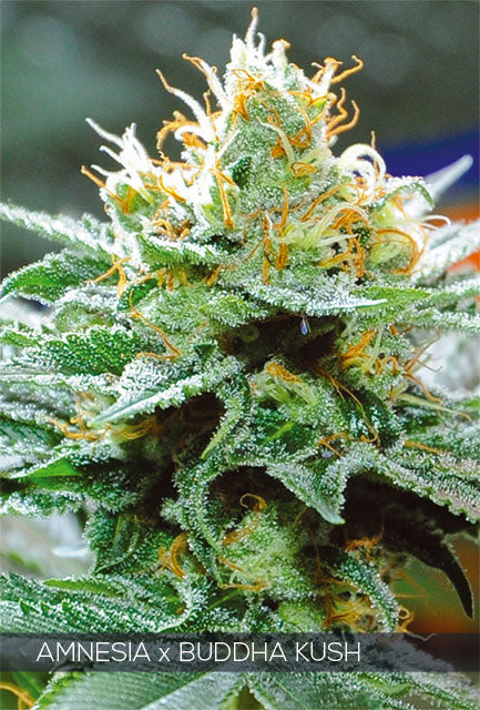 Vision Seeds - Amnesia x Buddha Kush